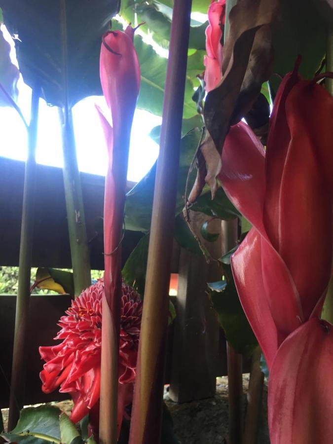 Hotel Coeur Creole à Le Tampon Extérieur photo